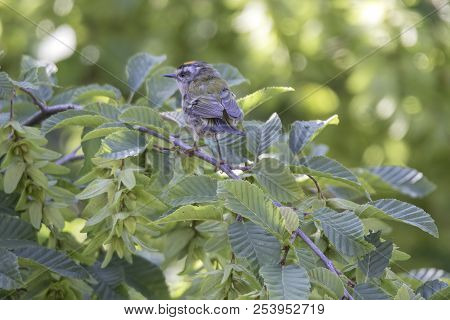 Regulus Ignicapilla, Common Firecrest On Tree