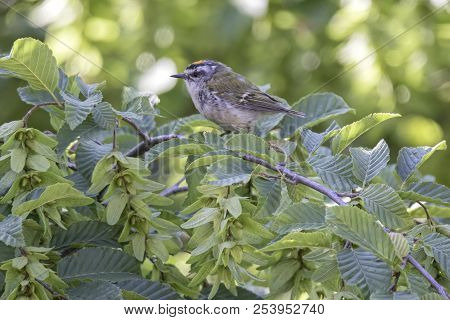 Regulus Ignicapilla, Common Firecrest On Tree