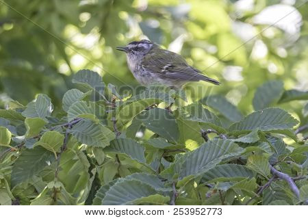 Regulus Ignicapilla, Common Firecrest On Tree