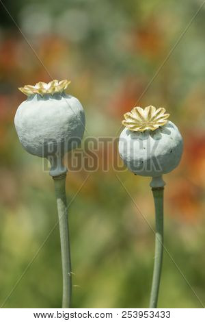 Two Poppy Seed Heads On A Bright Sunney Day