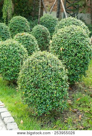 green coniferous shrubs shorn by round shape