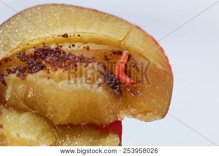 Larvae Of A Plum Fruit Moth (grapholita Funebrana) In A Plum Fruit