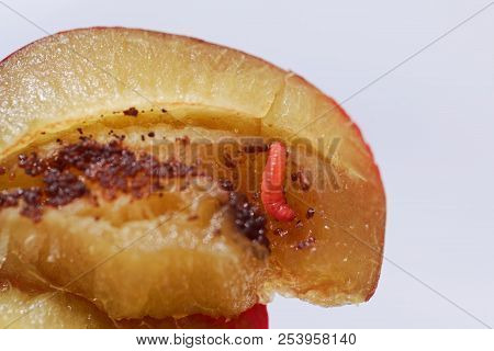 Larvae Of A Plum Fruit Moth (grapholita Funebrana) In A Plum Fruit