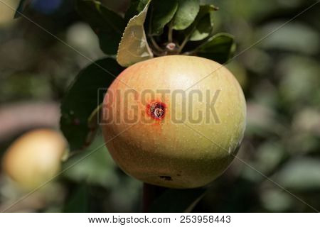 Boring Trace Of A Codling Moth (cydia Pomonella) In An Apple