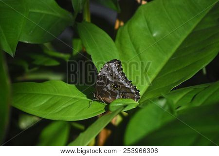 Green Leaves On A Terrific Eyespots On A Owl Butterfly.