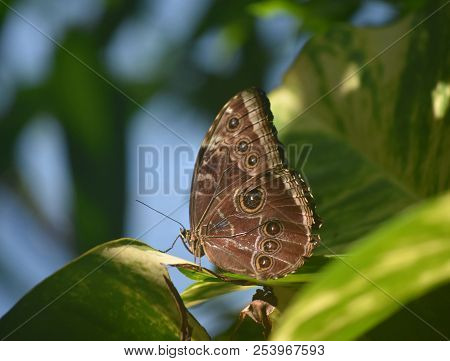 Owl Butterfly With His Wings Closed Sitting On A Leaf.