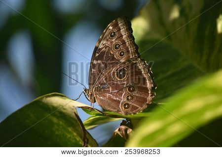 Pretty Owl Butterfly On Plant Leaves In A Garden.