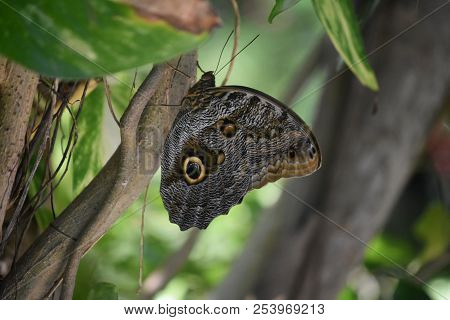 Great Owl Butterfly On The Trunk Of A Small Tree.