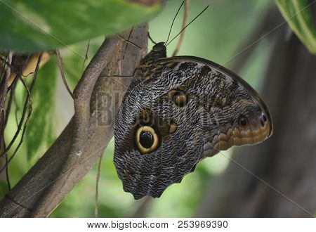 Lush Green Garden With A Fantastic Owl Butterfly.