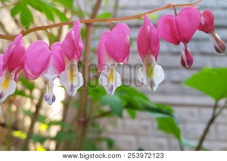 Bleeding Hearts Over Blue Bells Hearts Of Spring