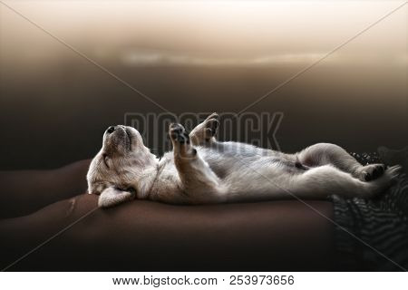 Young Cute Yellow Labrador Retriever Dog Puppy Pet Lies On Female Legs Sleeping