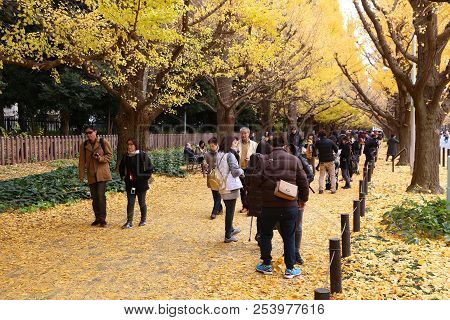 Tokyo, Japan - November 30, 2016: People Visit Autumn Ginkgo Avenue In Tokyo, Japan. Icho Namiki Ave