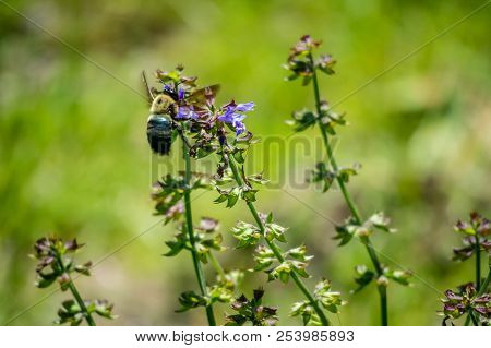 A Bee In Hagerman National Wildlife Refuge, Texas