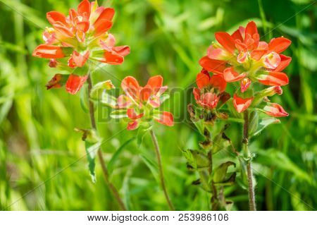 A Blooming Portrait Shot Of Orange Wildflowers In Hagerman Wildlife Refuge