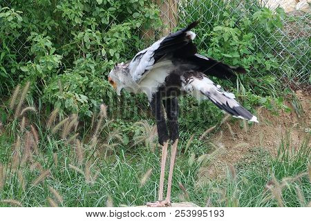 Photography Of A Secretarybird (scientific Name: Sagittarius Serpentarius) Also Known As Secretary B
