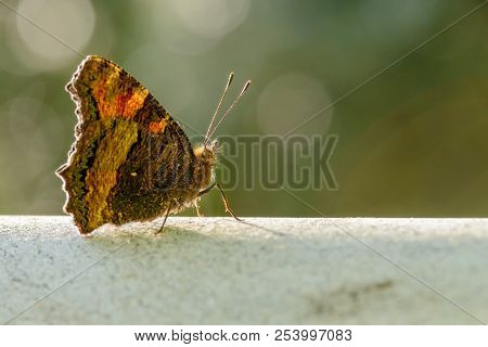 Large Turtle, Nymphalis Polychloros Butterfly In An Oak Forest Of Sardinia.