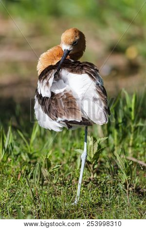 The American Avocet Is A Large Wader In The Avocet And Stilt Family, The Avocet Spends Much Of Its T