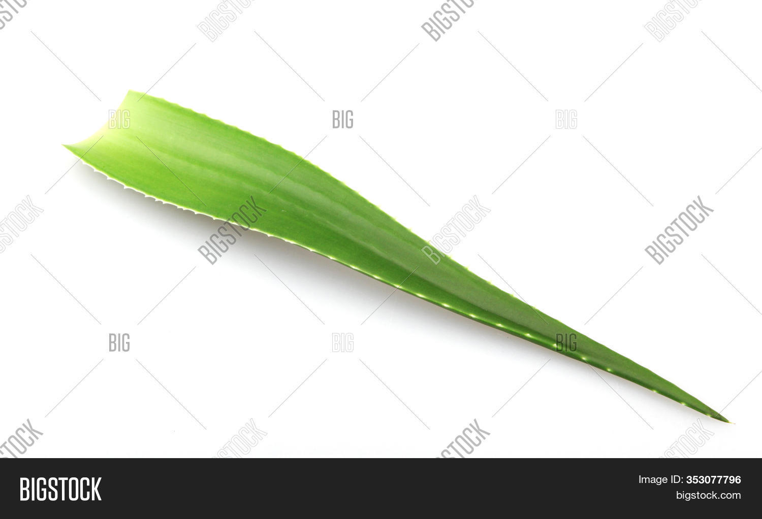 Aloe Vera Plant Image & Photo (Free Trial) | Bigstock