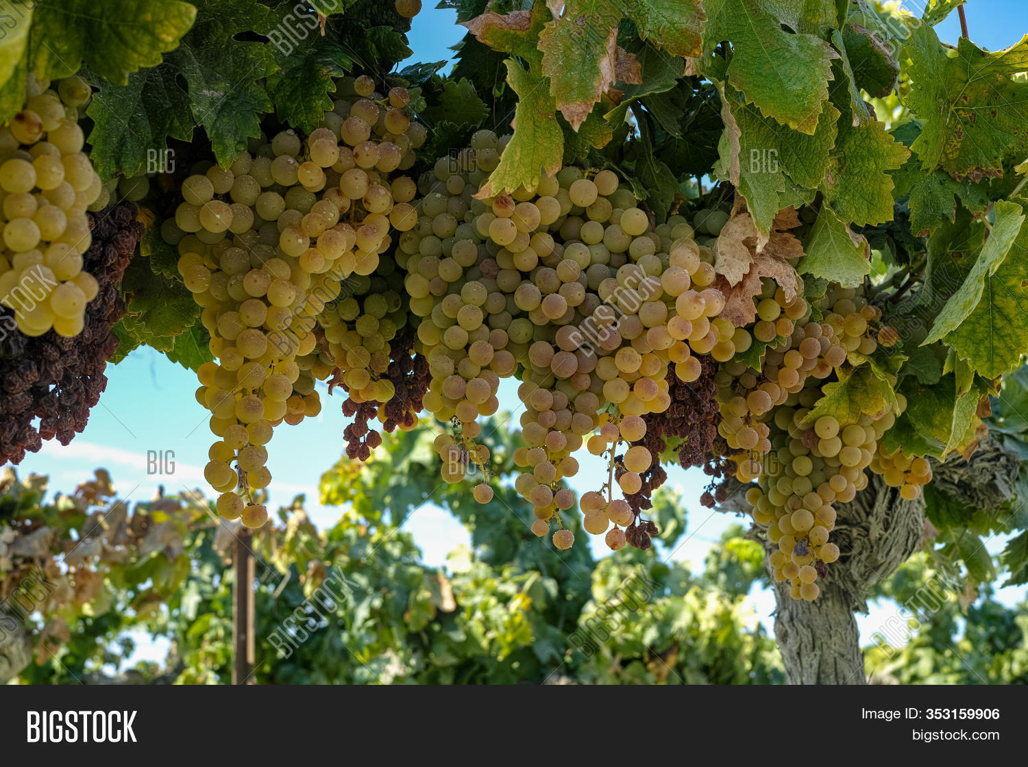 Педро хименес сорт винограда. Паломино фино сорт винограда. Педро хименес виноград. Мороженное испанский виноград. Паломино фино сорт винограда.