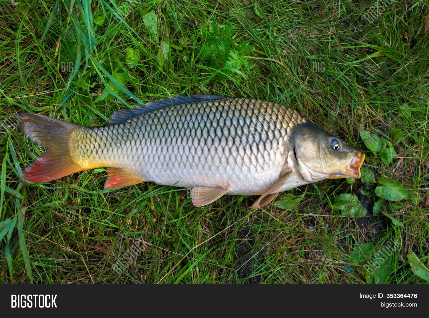 Large Carp Fish Caught Image & Photo (Free Trial)