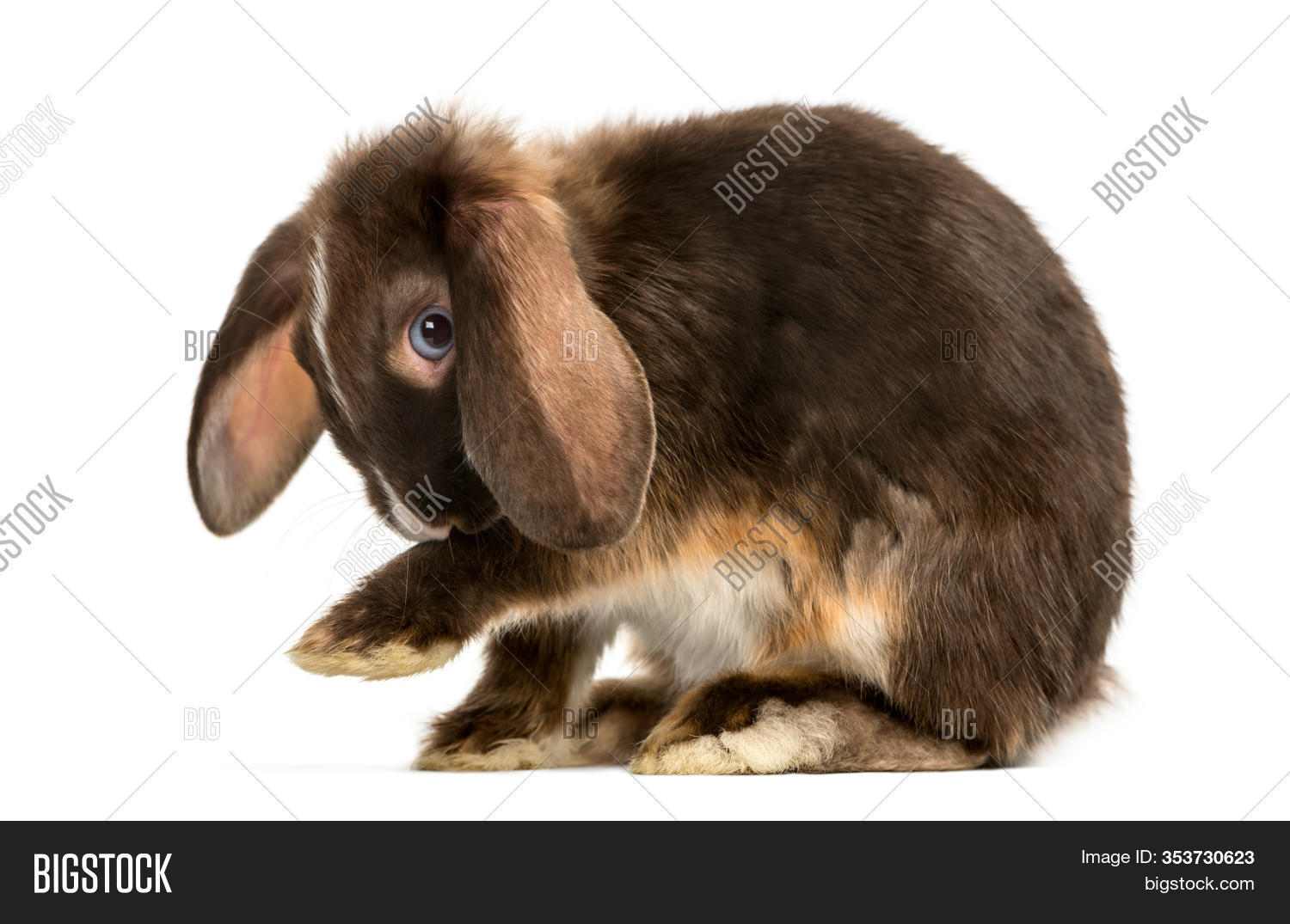 mini lop rabbit washes image photo