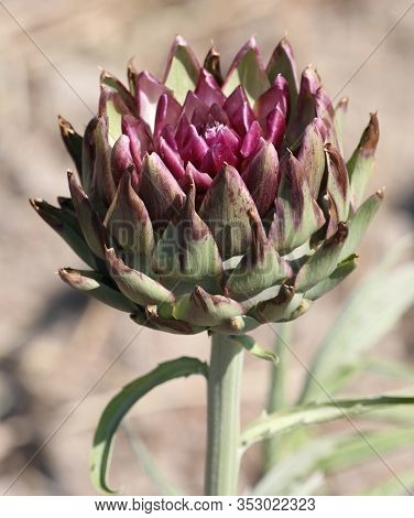 Big Flower Of Ripe Artichoke Ready For Harvesting In Summer In Southern Europe