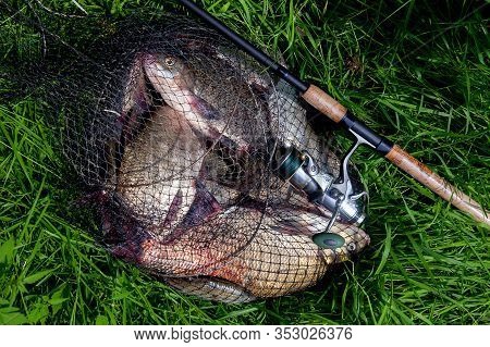 Keepnet With Big Freshwater Common Breams Fish And Fishing Rod With Reel On Natural Background..
