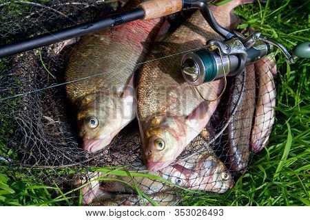Two Big Freshwater Common Bream Fish And Fishing Rod With Reel On Natural Background..