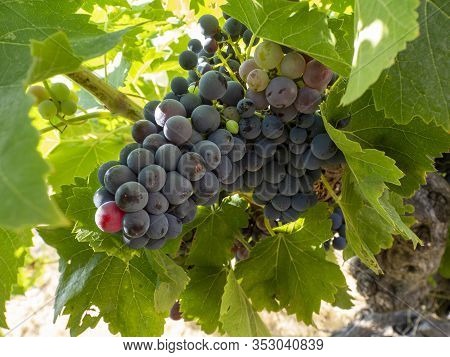 Vine With A Bunch Of Dark Grapes And Leaves. The Sun's Rays Pass Between The Leaves. Colorful Summer