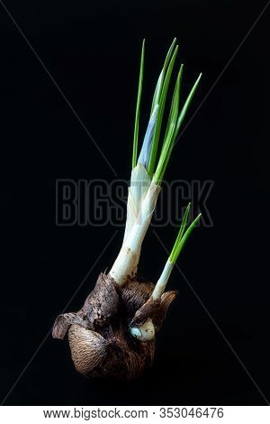 Crocus Sativus Corm With Stem And New Sprouts And Small New Corms On A Dark Background. Photo For Im