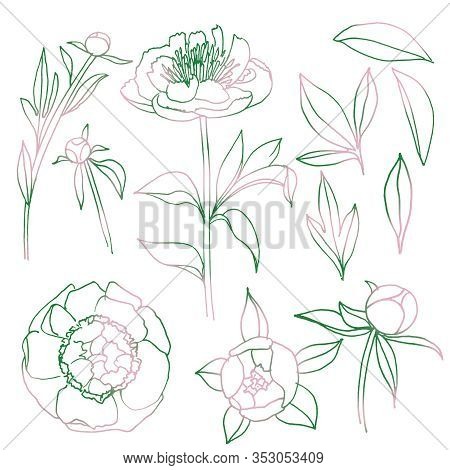 Isolated Floral Elements Set. Green-pink Spring Peony Flowers, Buds, Leaves. Natural Illustration Co