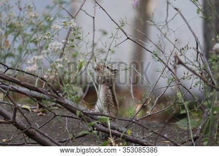 Wild Squirrel Portrait In Autumn Forest, Detailed Portrait Of White Squirrel In Natural Environment.