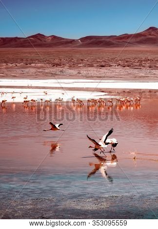 Amazing red Laguna Colorada scenery with flock of beautiful flamingos in mountanious
