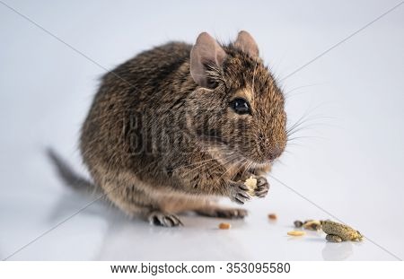 Squirrel degu eating food on light background
