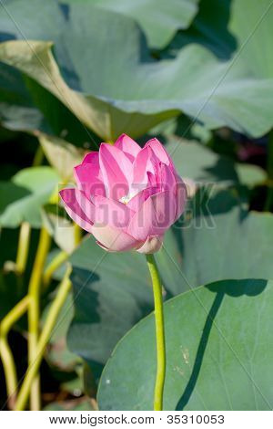 Belas flores de um loto