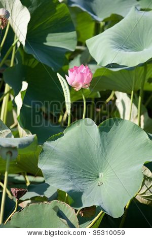 Belas flores de um loto
