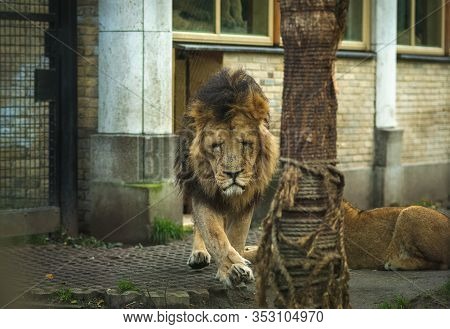 The Lion And Lioness Are Playing Rolling Around On The Grass