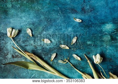 Withered White Tulips On A Bright Background, Wilted Flowers, Free Space For An Inscription