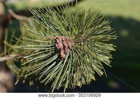 Bosnian Pine Branch - Latin Name - Pinus Heldreichii Var. Leucodermis