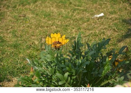 Close Up Beautiful Indian Yellow Calendula Officinalis, Pot Marigold, Rubbles, Common Marigold Or Sc
