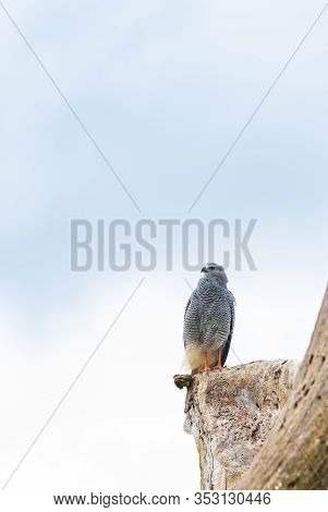 Gray-lined Hawk Perched On The Dead Tree Trunk, Watching For Prey