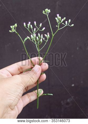 Hand Holding Tiny Purple Flowers On Cyanthillium Cinereum Or Little Ironweed Plant. A Herbal Plant U