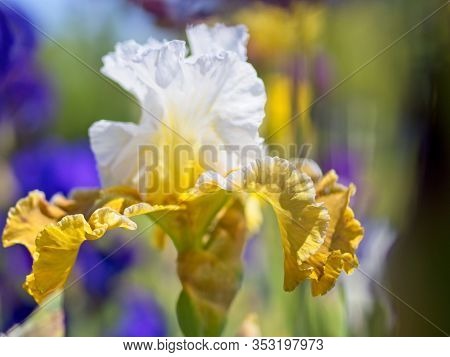 Multi-colored Irises