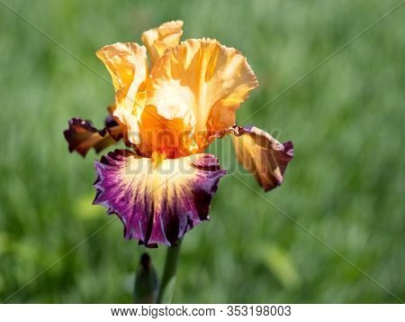Multi-colored Irises