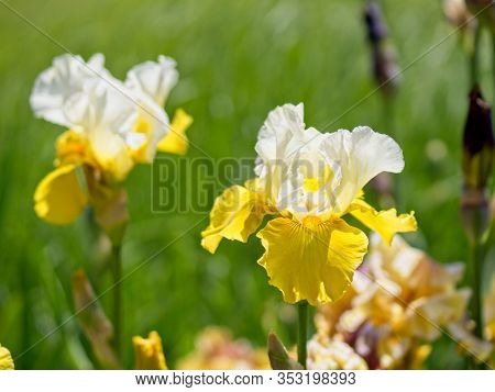 Multi-colored Irises