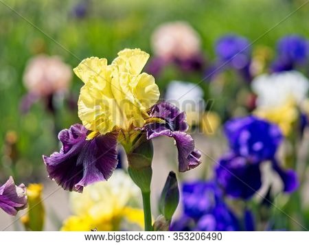 Multi-colored Irises