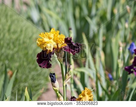 Multi-colored Irises