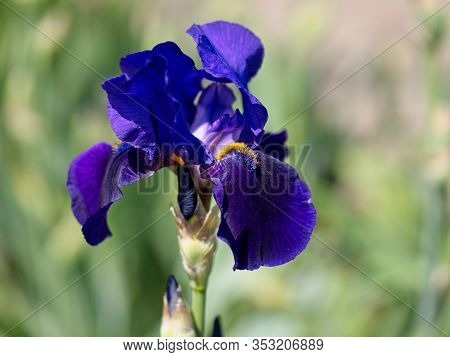 Multi-colored Irises