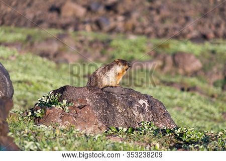 Black-capped marmot (Marmota camtschatica). This type of marmot is biologically similar to the Mongo