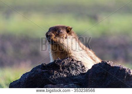 Black-capped Marmot (marmota Camtschatica). This Type Of Marmot Is Biologically Similar To The Mongo